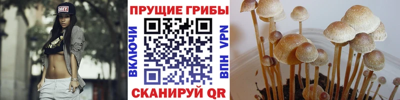 Галлюциногенные грибы прущие грибы  Мурино 